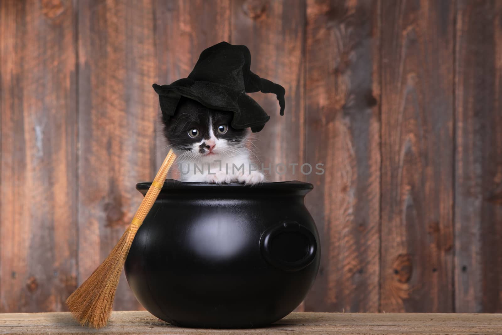 Adorable Kitten Dressed as a Halloween Witch With Hat and Broom  by tobkatrina