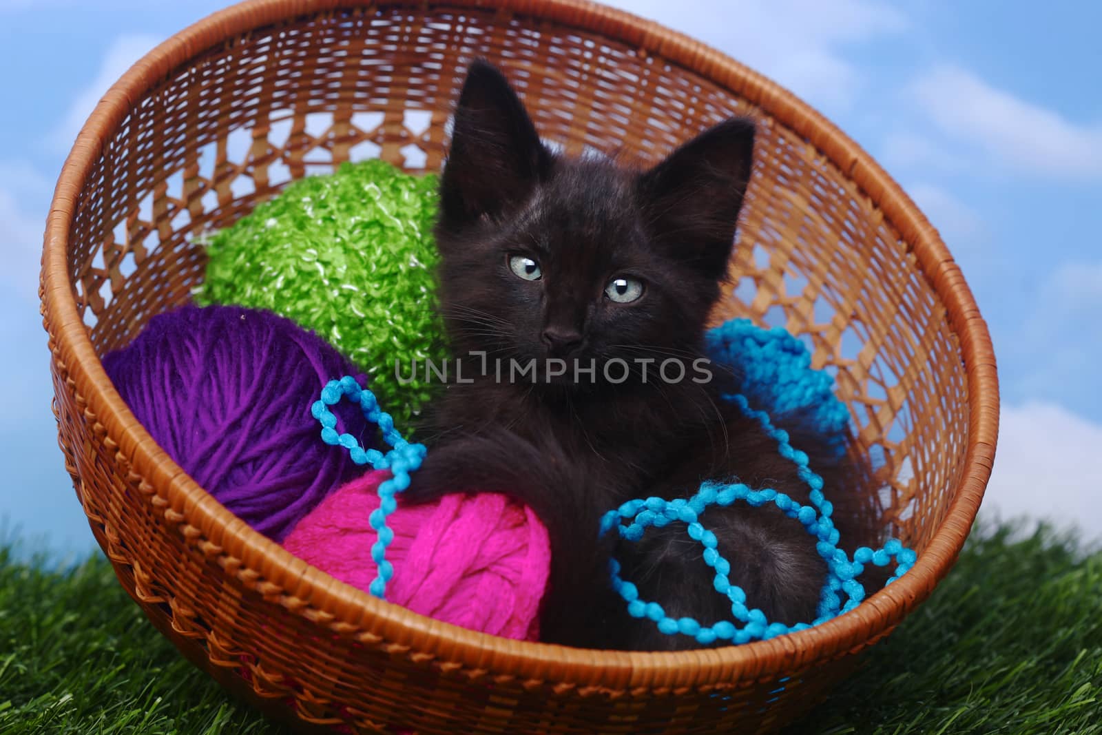 Adorable Kitten in a Case Filled with Yarn  by tobkatrina