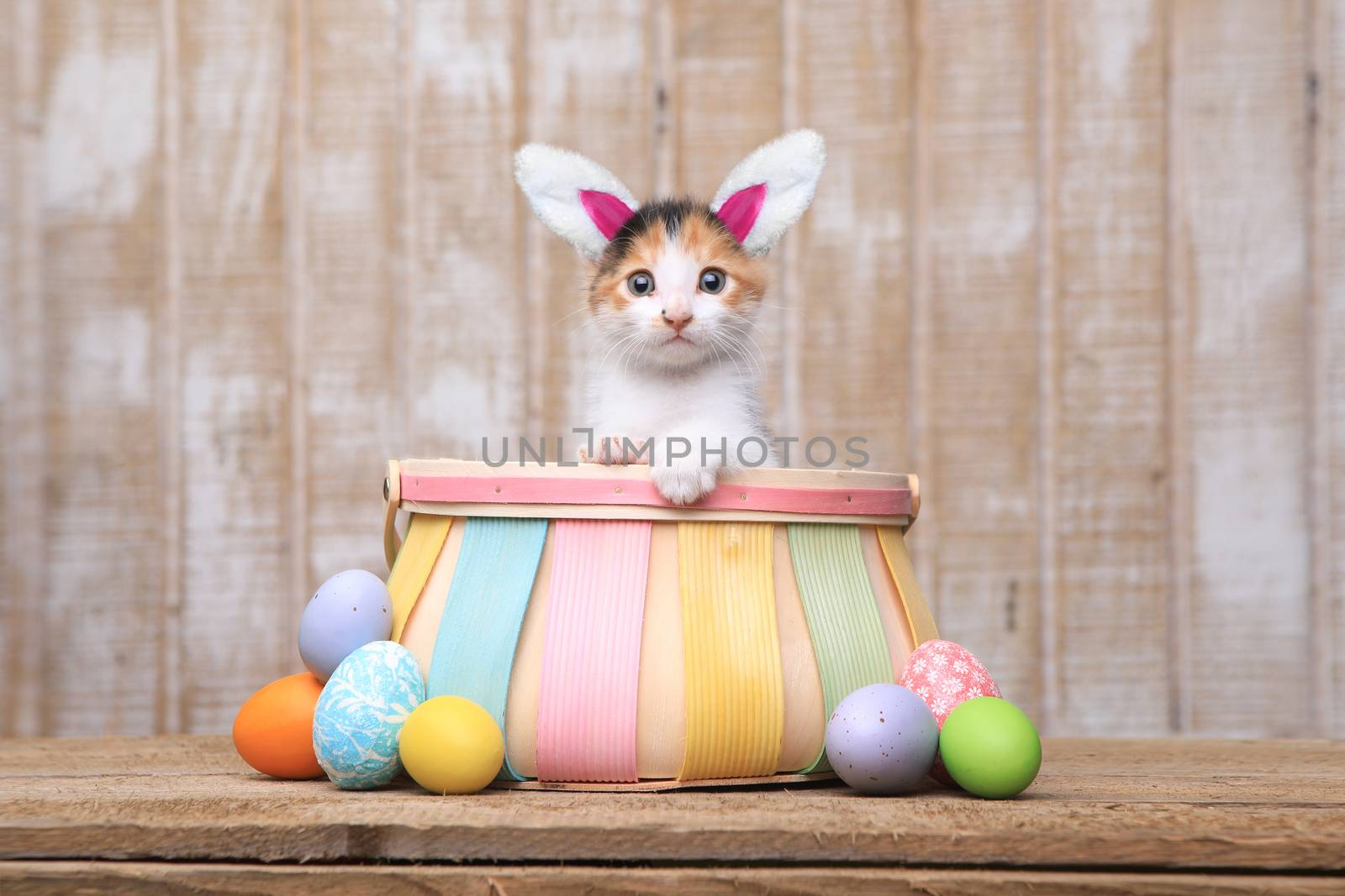 Cute Kitten Inside an Easter Basket Wearing Bunny Ears