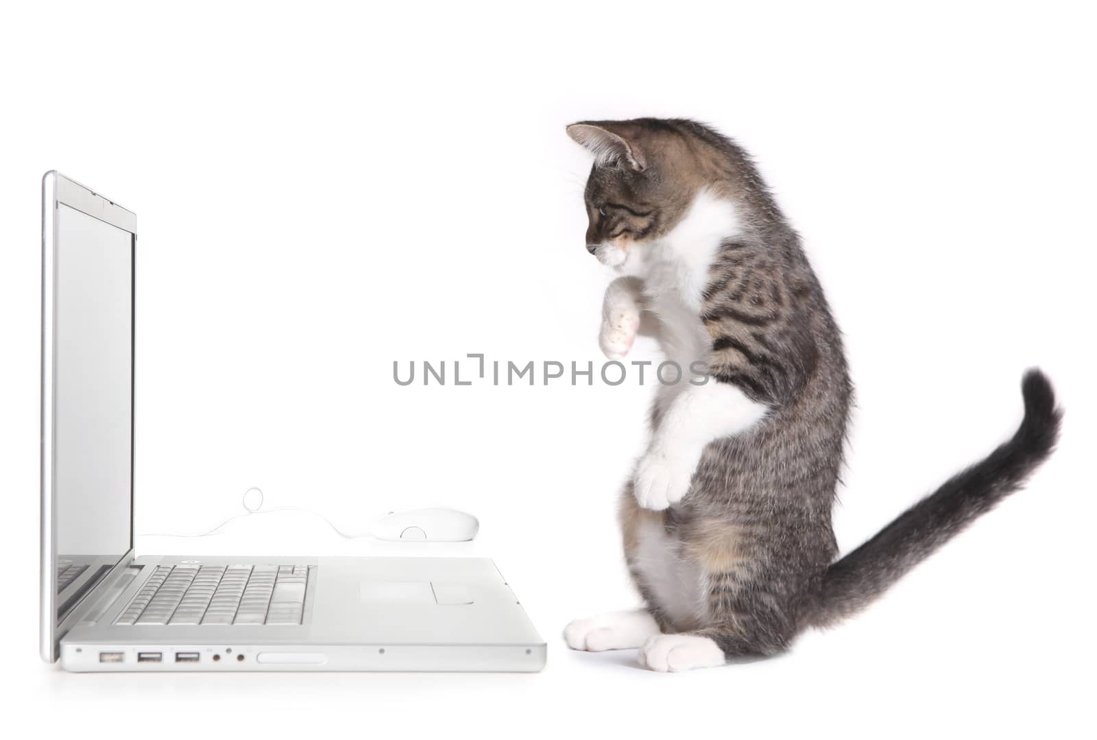 Kitten Sitting up Looking at Computer by tobkatrina