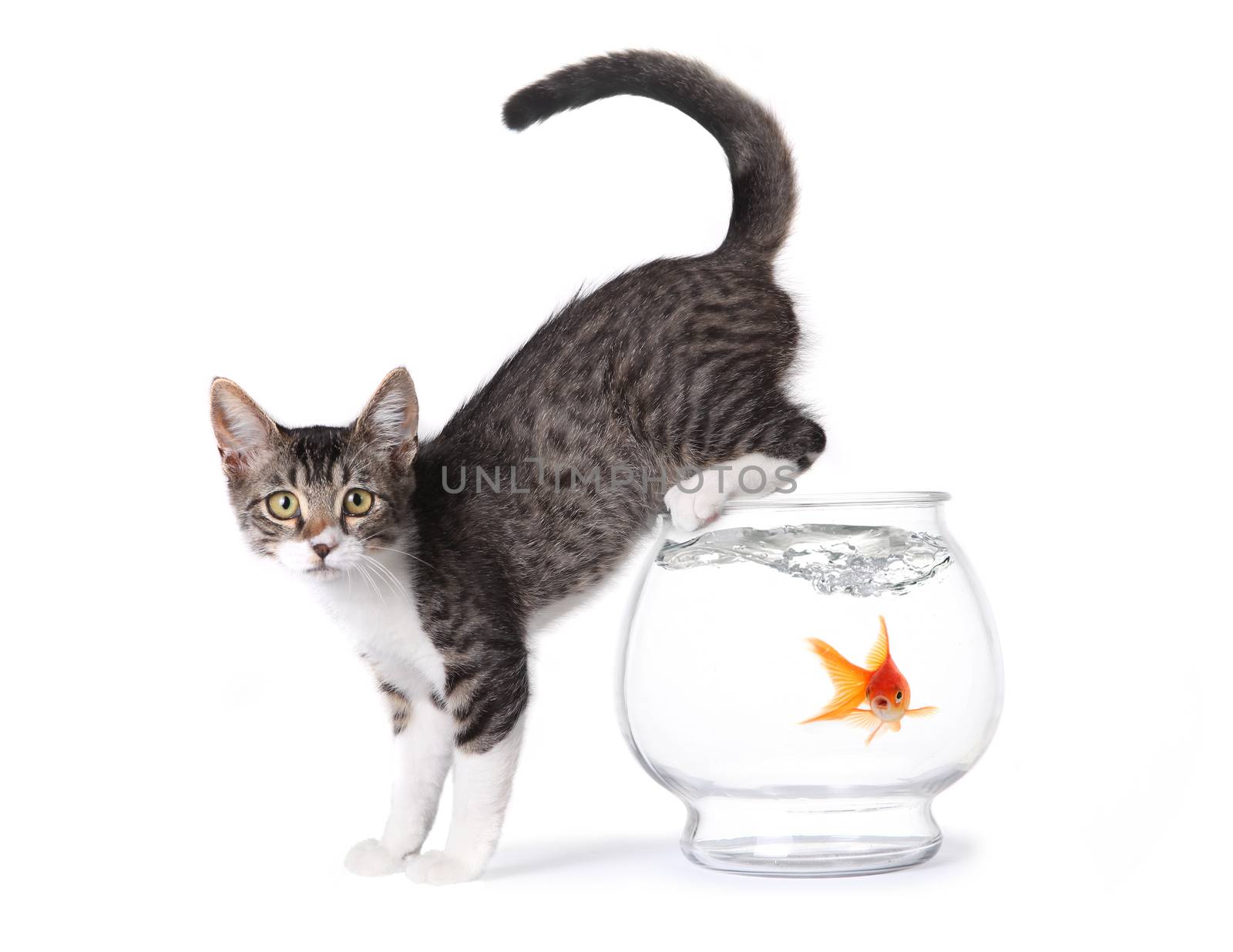 Kitten On a Fishbowl With Shocked Goldfish in Water