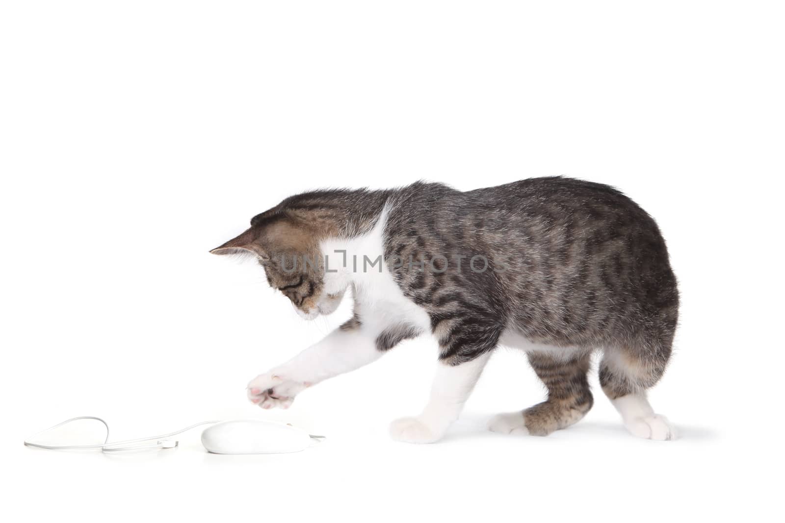Funny Kitten Pawing at a Computer Mouse