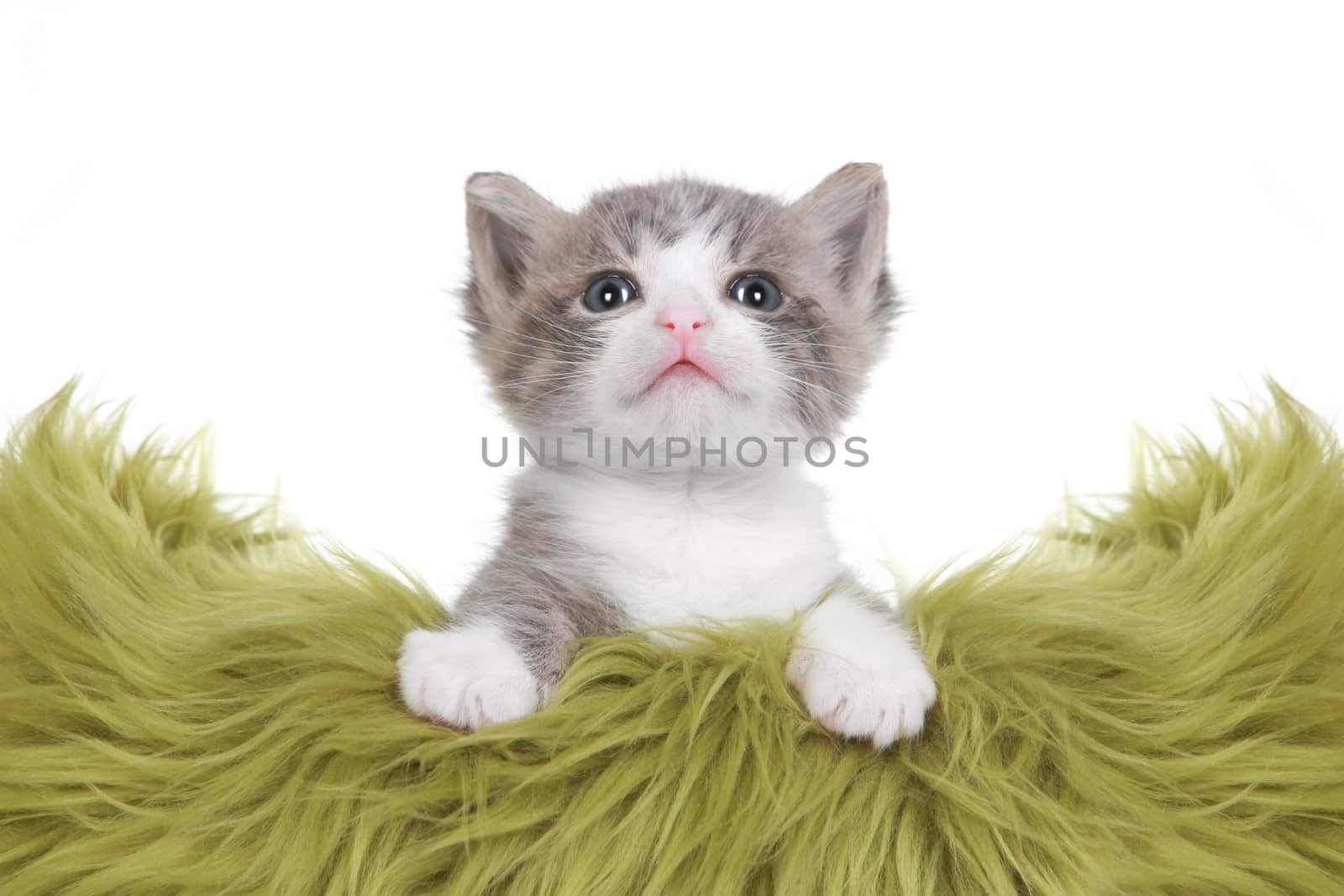 Kitten Portrait in Studio on White Background by tobkatrina