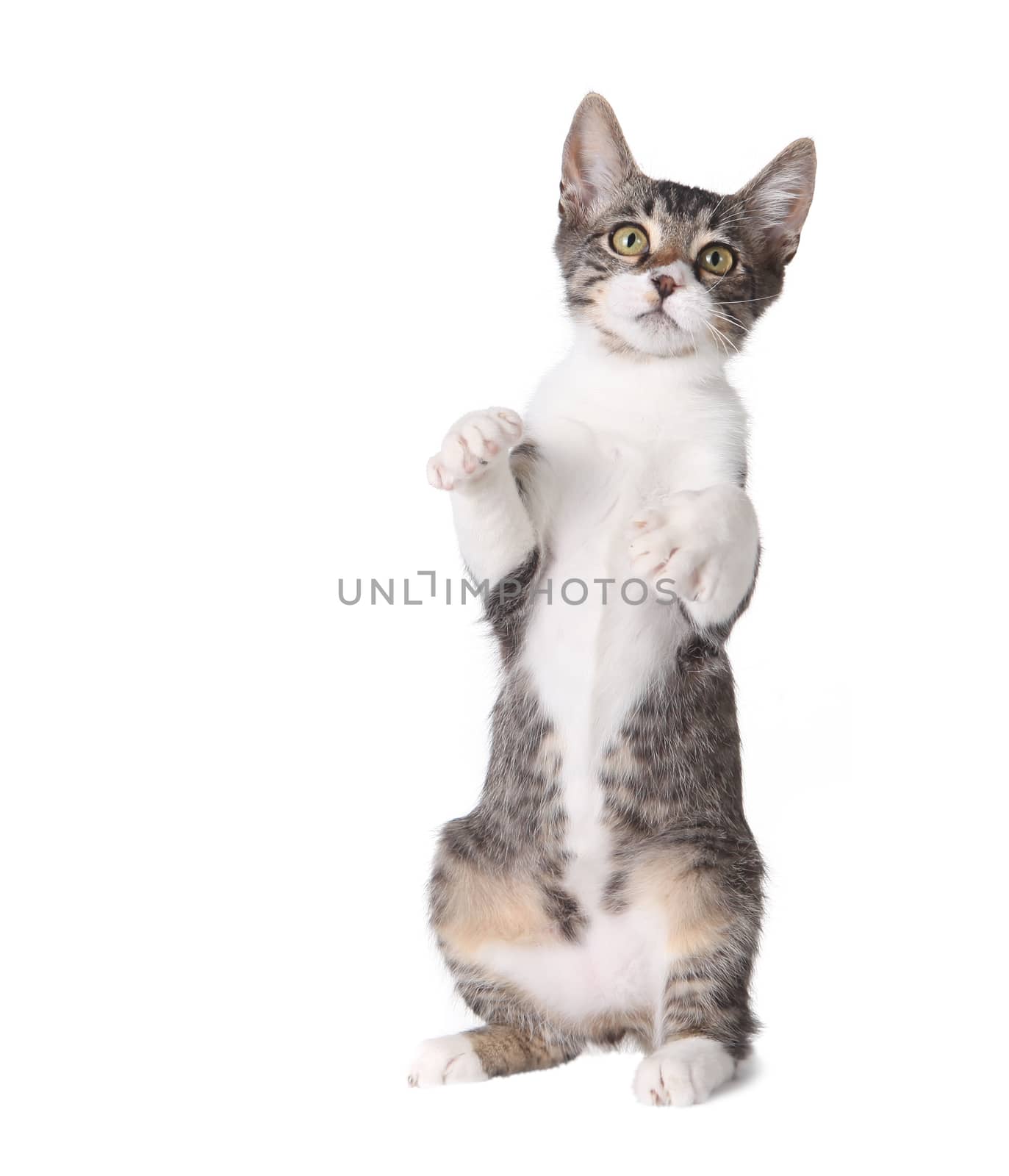 Kitten Standing Straight up on Hind Legs as if Begging