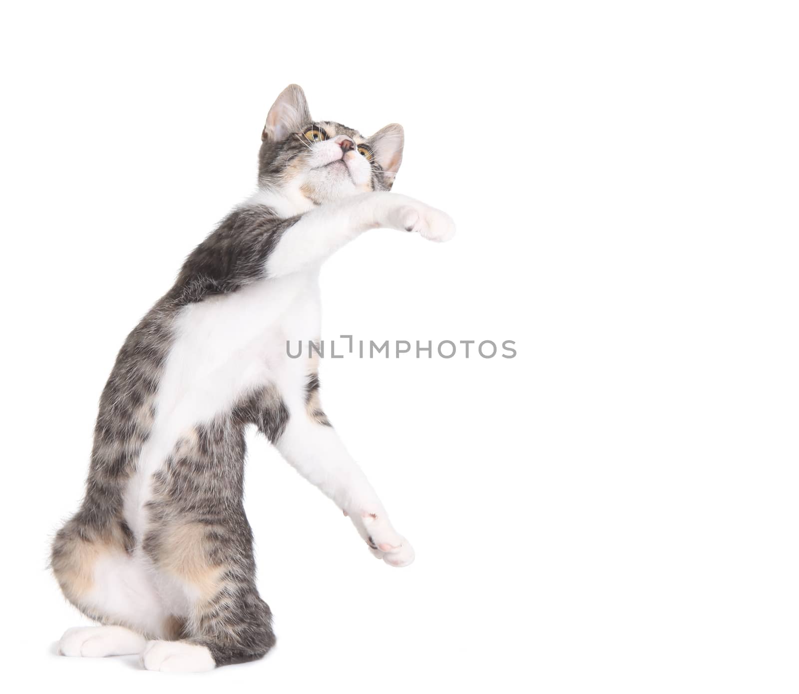 Kitten Swatting at Something With Copyspace on White