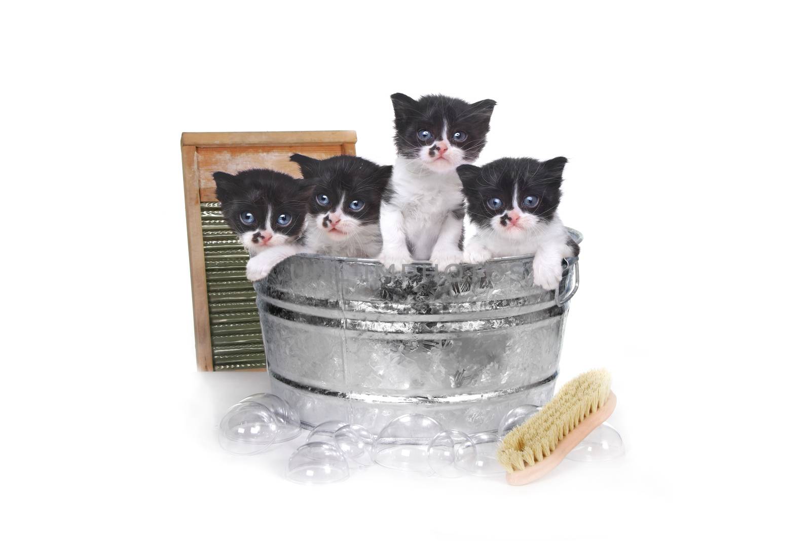 Kittens Taking a Bath in a Washtub With Brush and Bubbles by tobkatrina