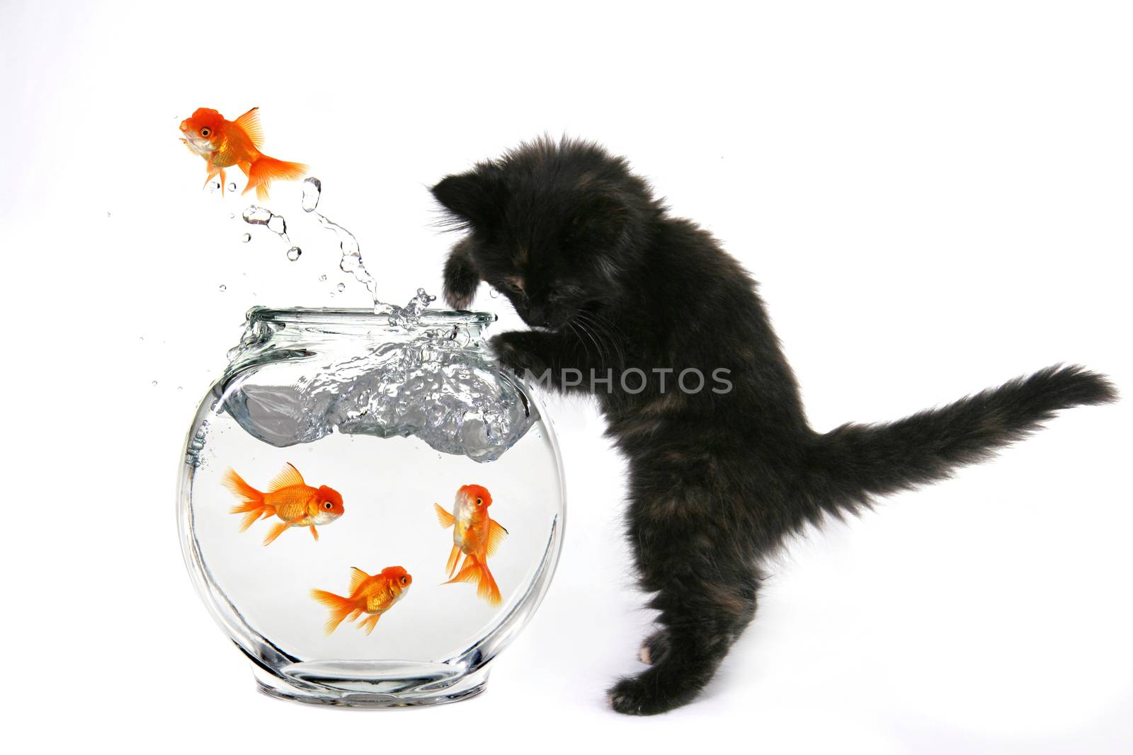 Kitten Catching Goldfish Jumping Out of a Fish Bowl by tobkatrina