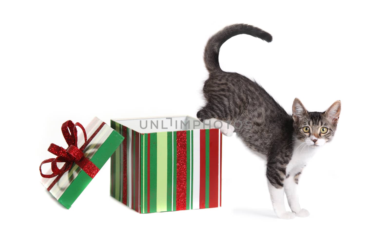 Christmas Kitty in a Gift Box on White Background