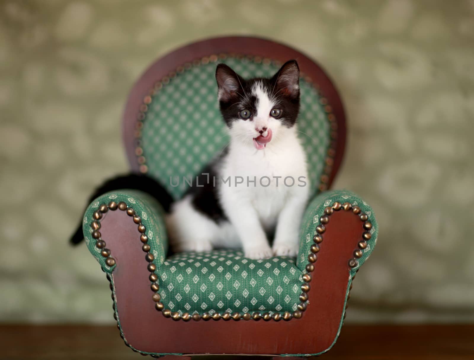 Little Kitten Sitting in a Chair by tobkatrina