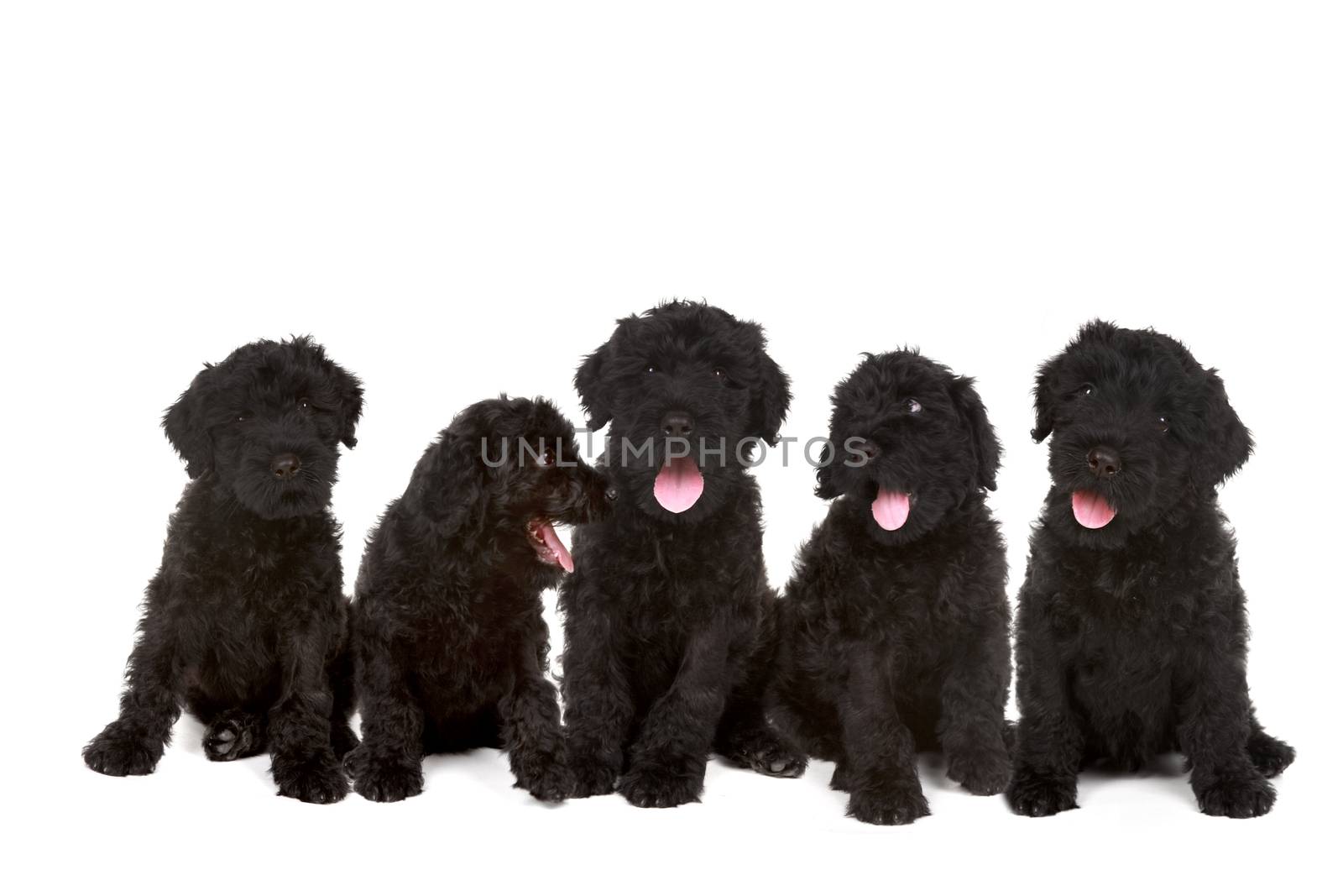 Group of Black Russian Terrier Puppies by tobkatrina