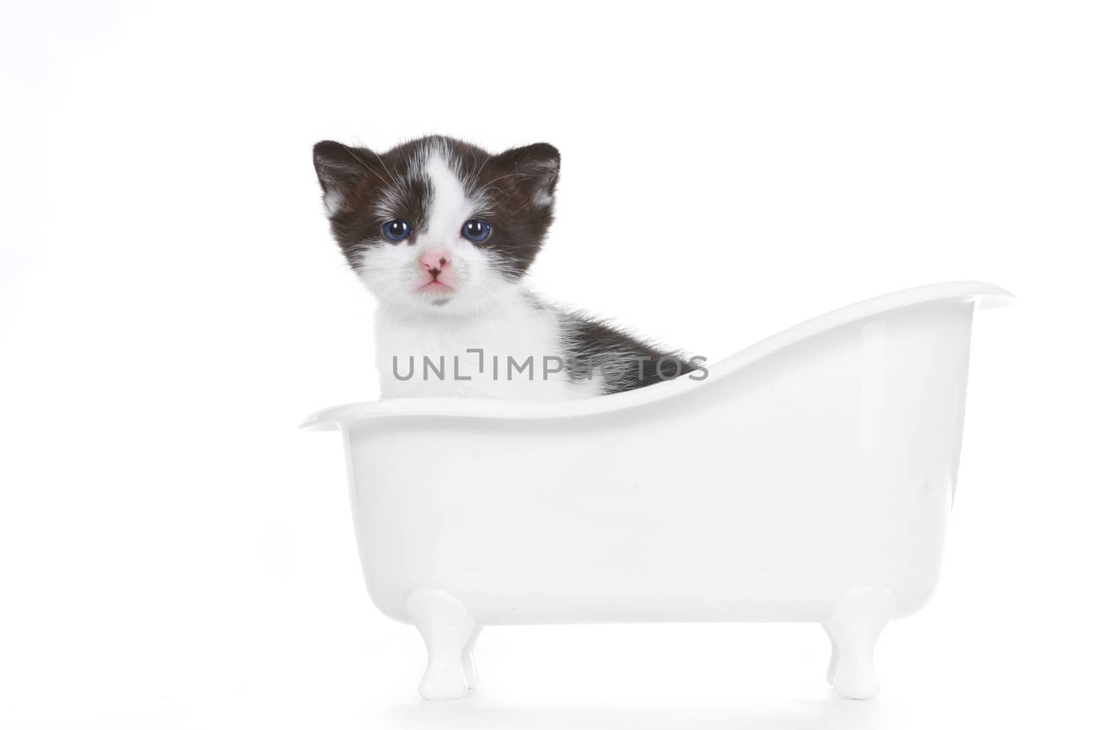 Kitten on White Background Looking Adorable