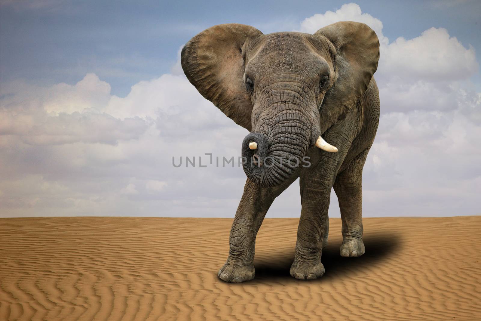 Lone African Elephant Outdoors in Daylight by tobkatrina