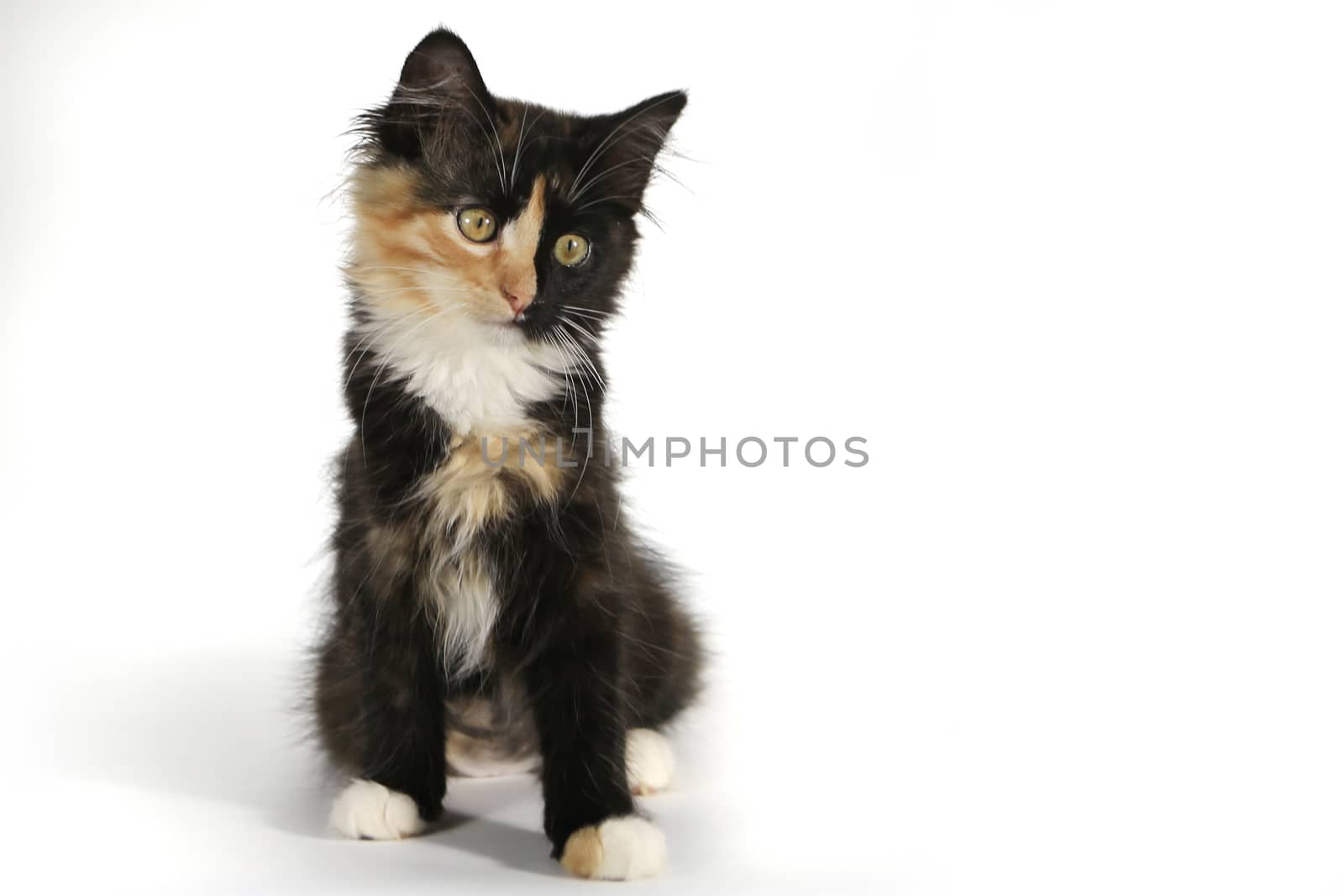 Small Long Haired Domestic Kitten With a Split Face