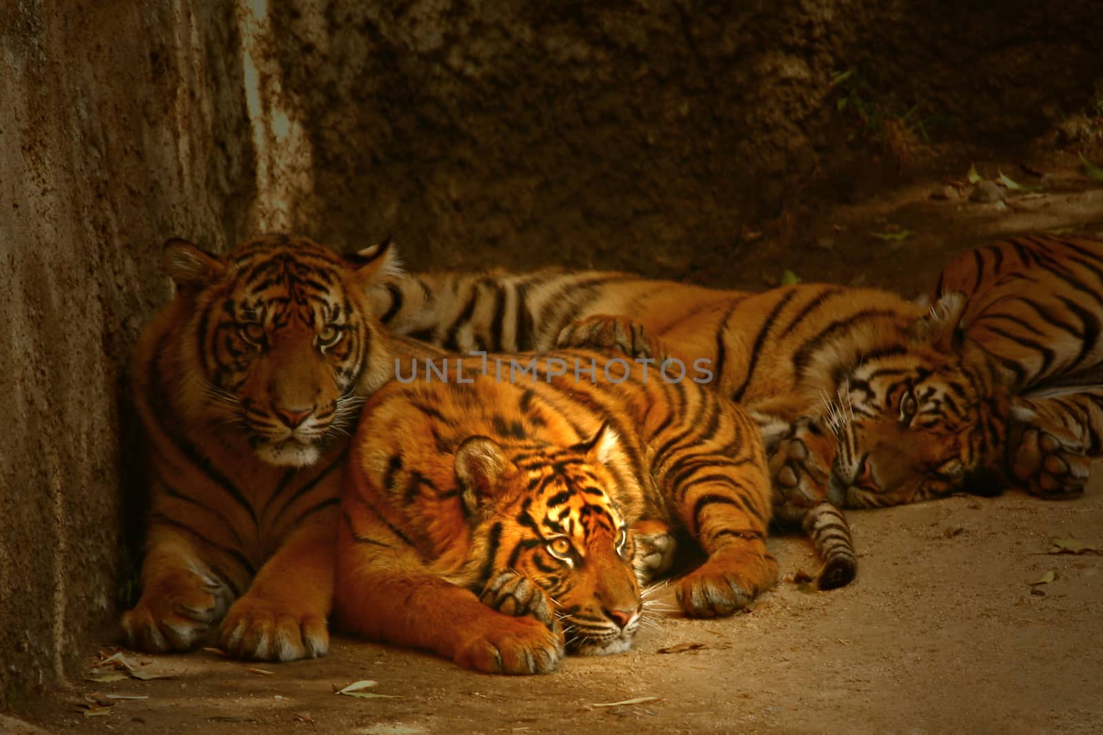 Watchful Eyes of the Tigers by tobkatrina