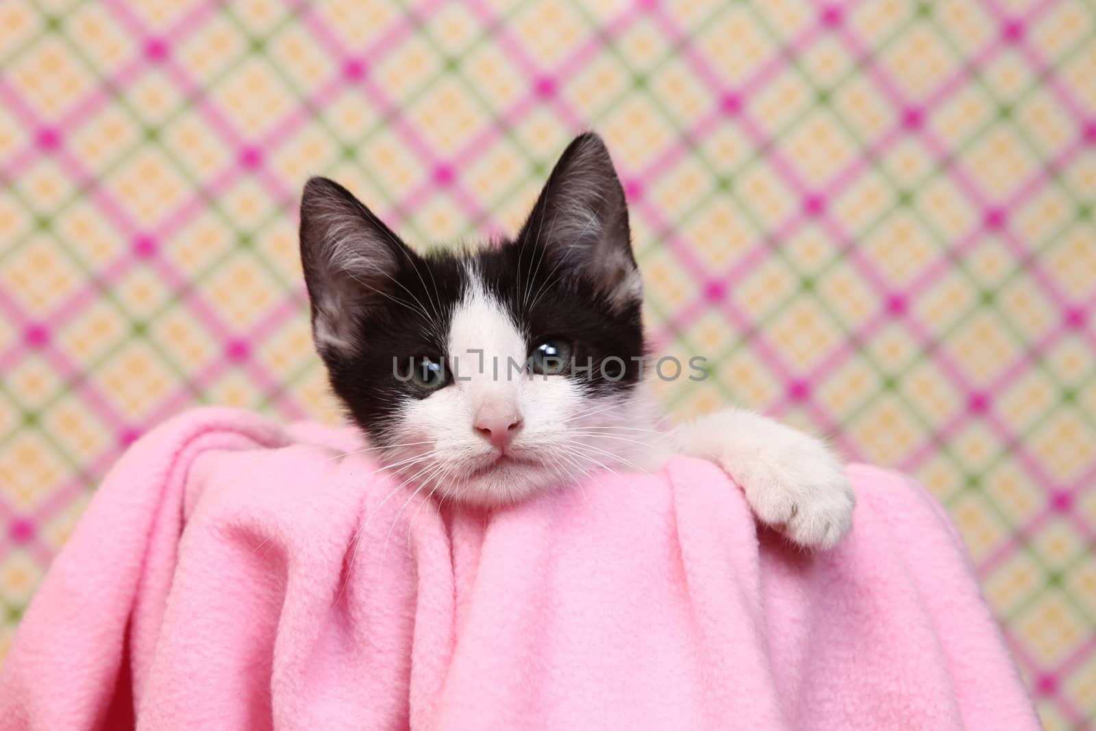 Curious Kitten on a Pink Soft Background by tobkatrina