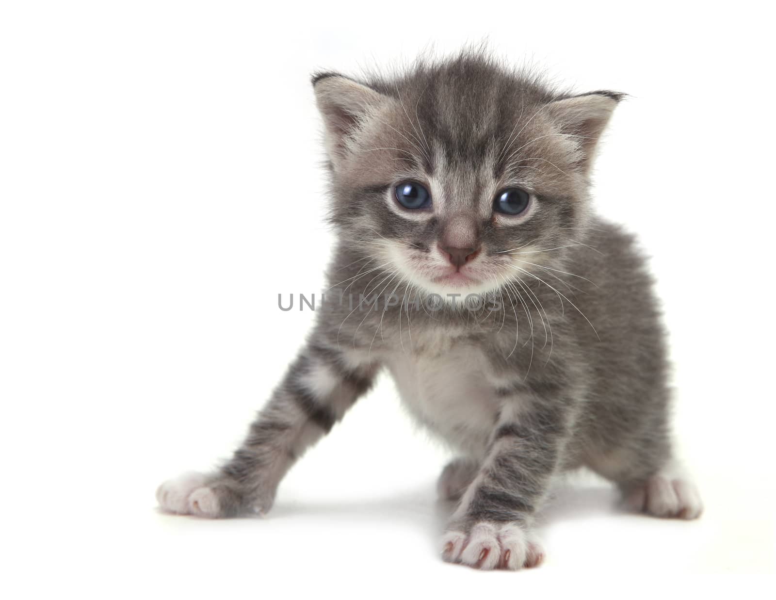 Baby Cute Kitten on a White Background by tobkatrina