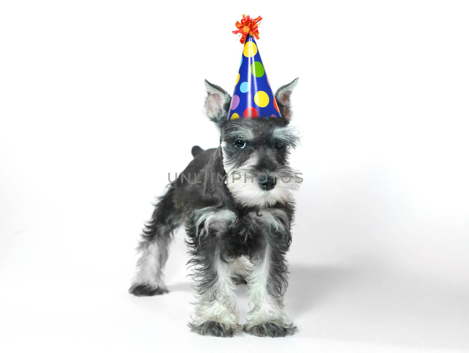 Birthday Hat Wearing Miniature Schnauzer Puppy Dog on White by tobkatrina