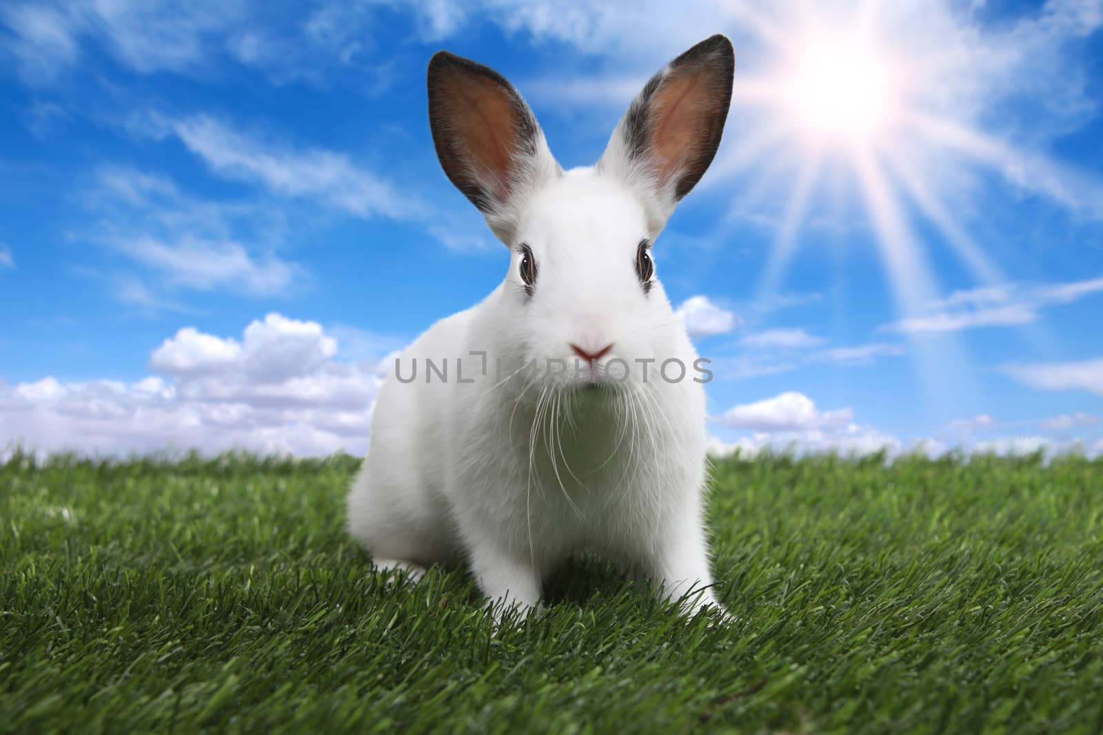 Rabbit on Serene Sunny Field Meadow in Spring  by tobkatrina