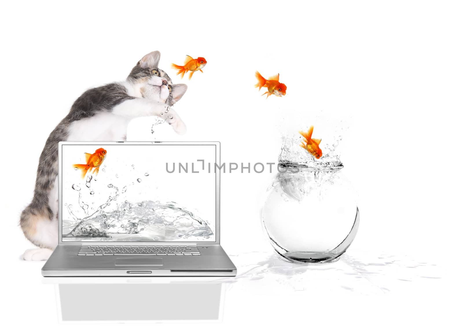Bad Kitty Pawing at Goldfish Flying Out of Water