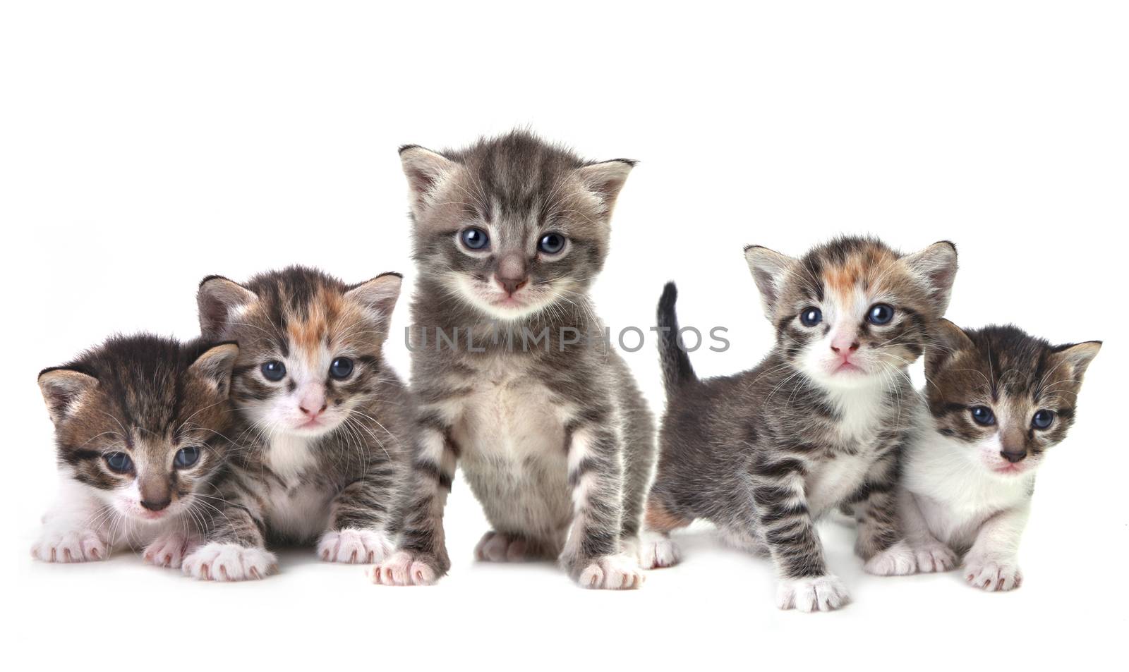 Adorable Cute Kittens on White Background