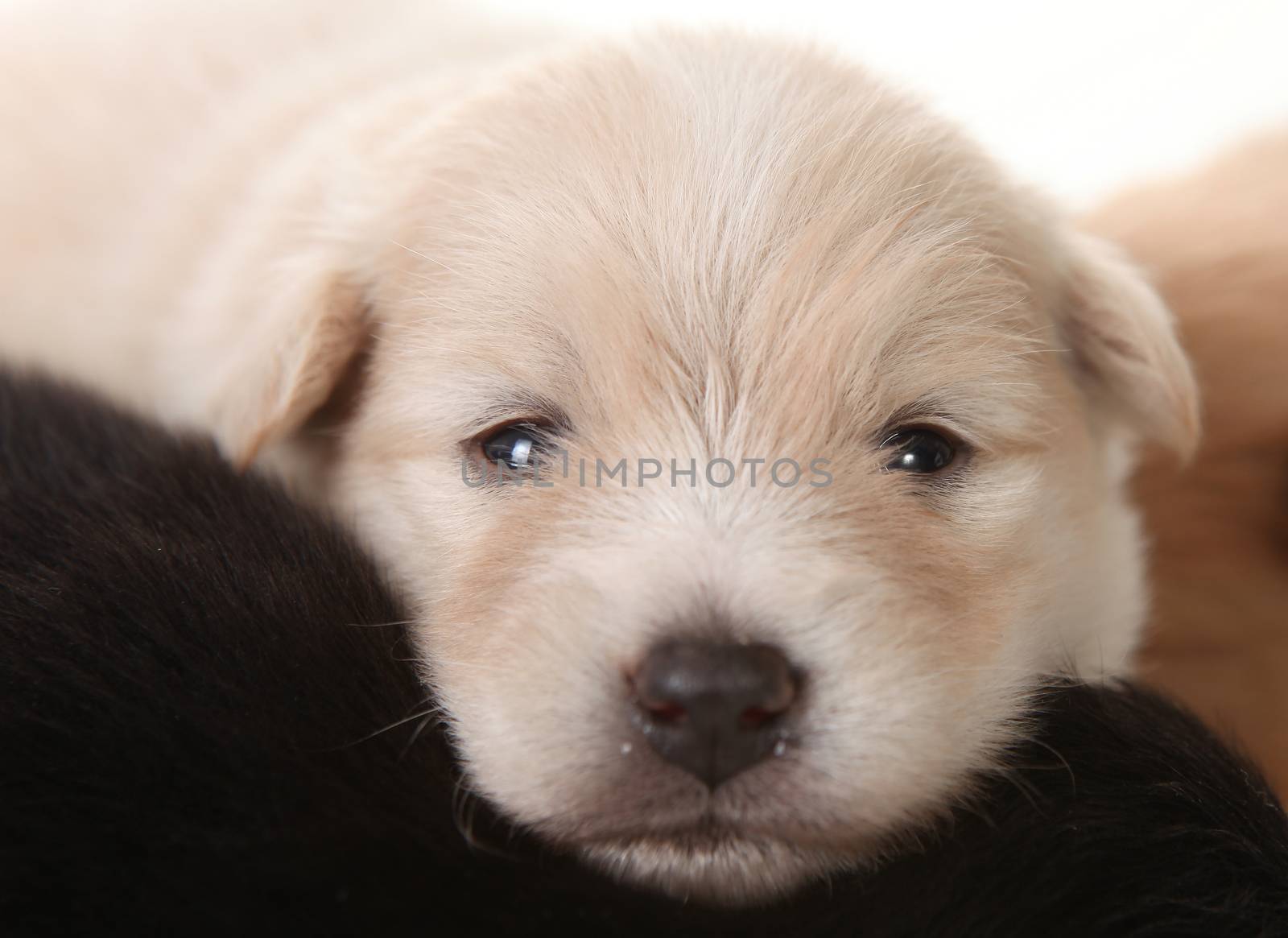 Newborn Pomeranian White Puppy Eyes Open by tobkatrina