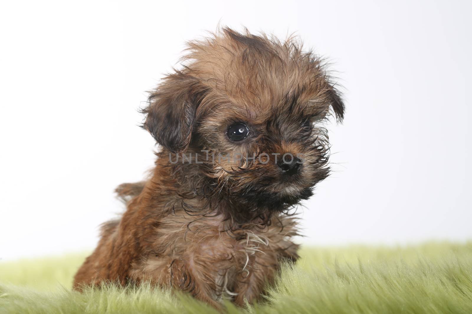 Adorable Teacup Yorkshire Terrier on White Background