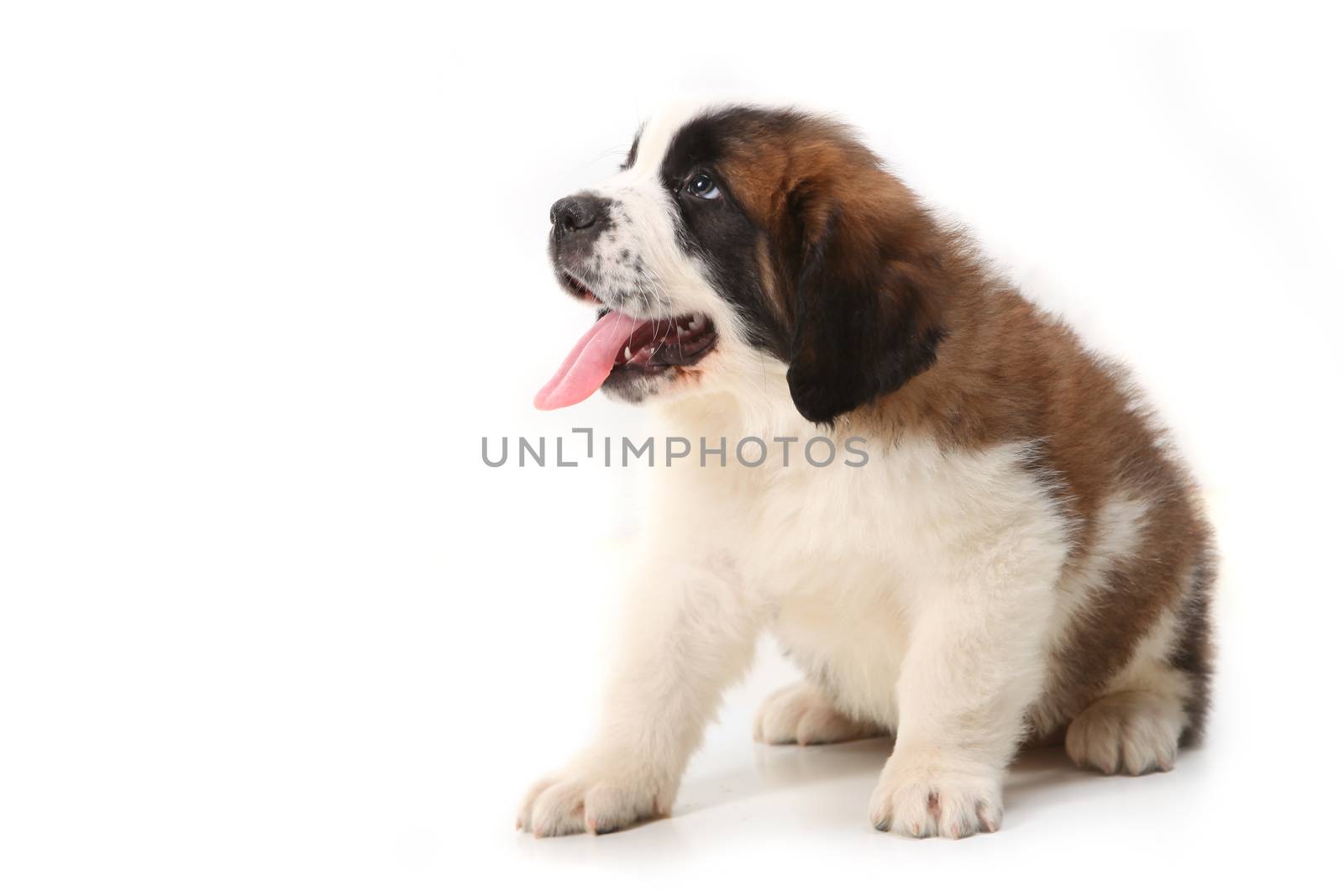 Panting Saint Bernard Puppy Looking up and Sideways on White Background