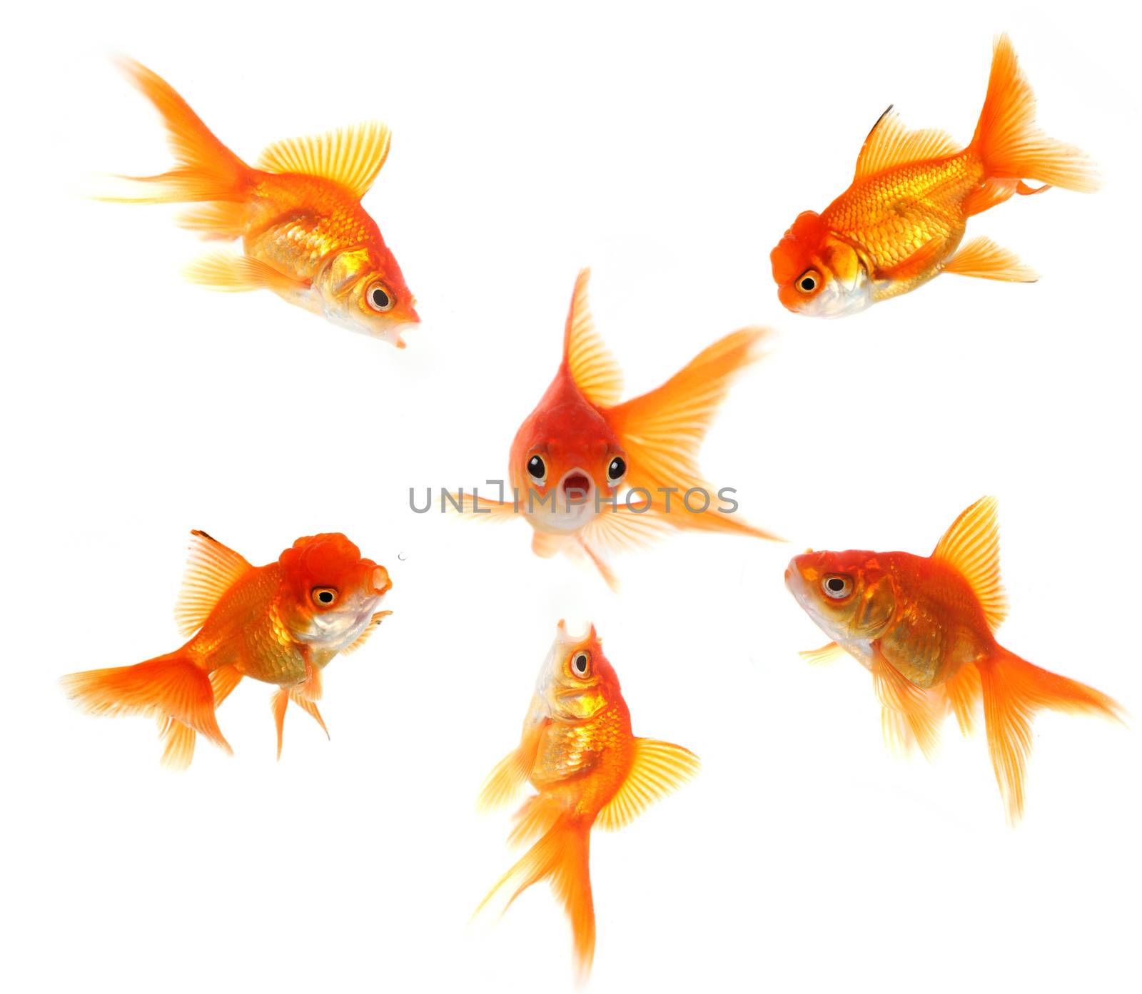 Angry Goldfish Ganging Up on a Peer. Concept Illustrates Pressure, Shock or Getting Caught