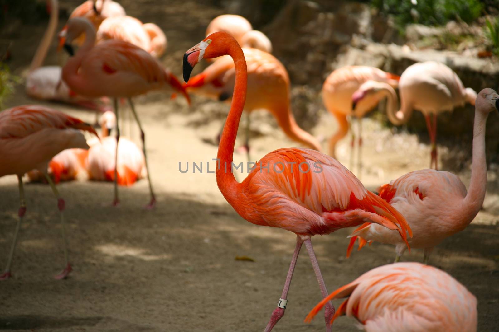 Orange Flamingos With High Depth of Field
