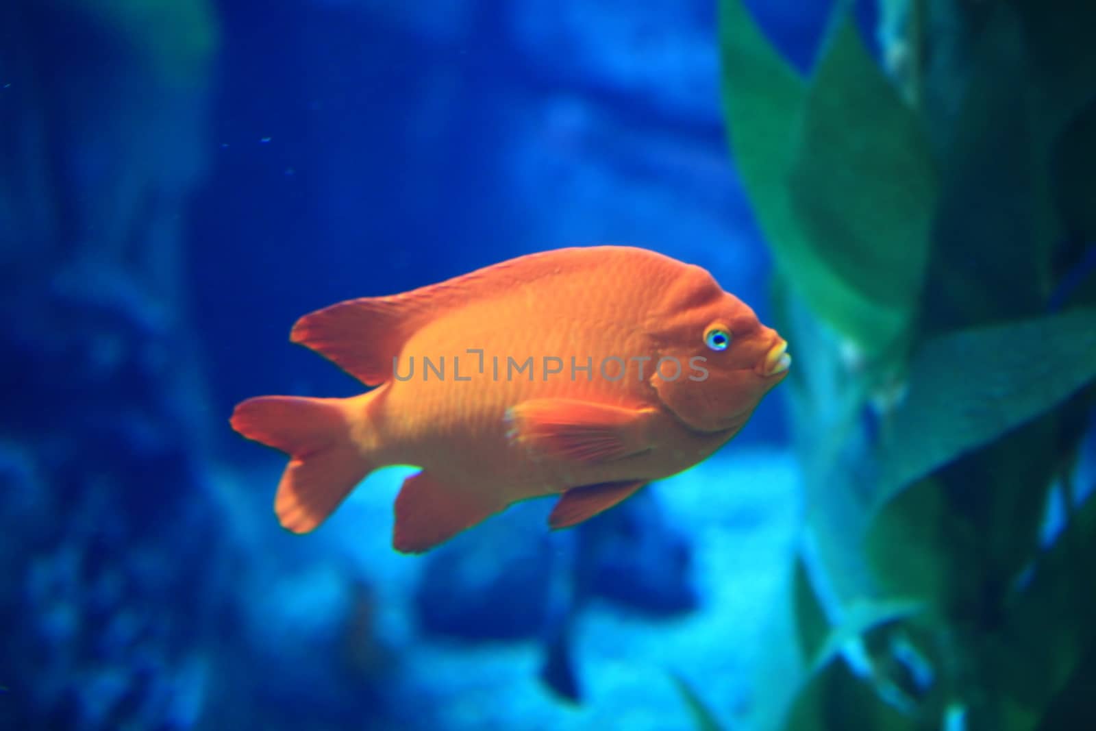 Orange Fish in Blue Water by tobkatrina