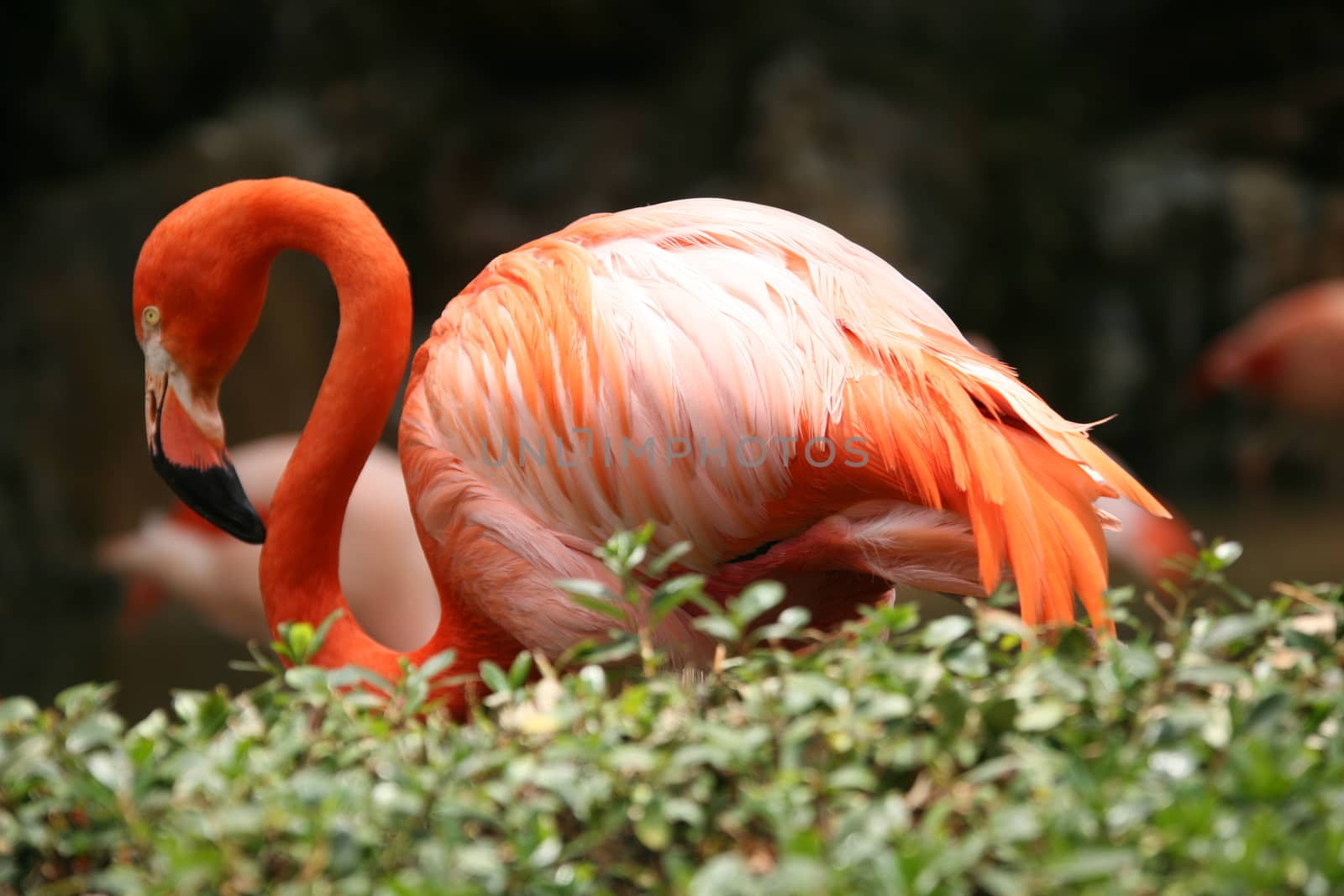 Beautiful Flamingo With High Depth of Field
