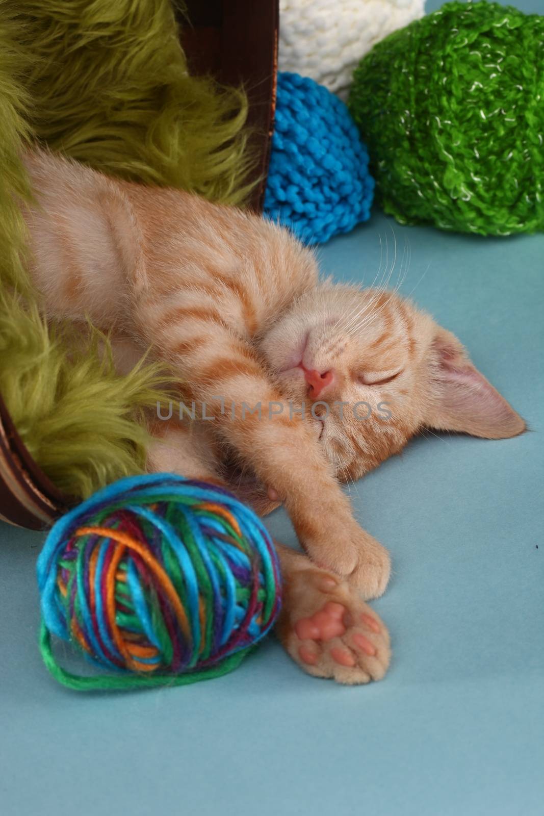 Adorable Little Baby Orange Tabby Kitten in Studio