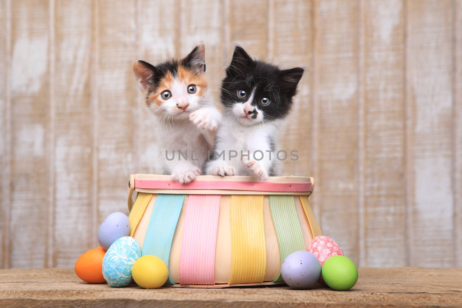 Cute Pair of Kittens Inside an Easter Basket by tobkatrina