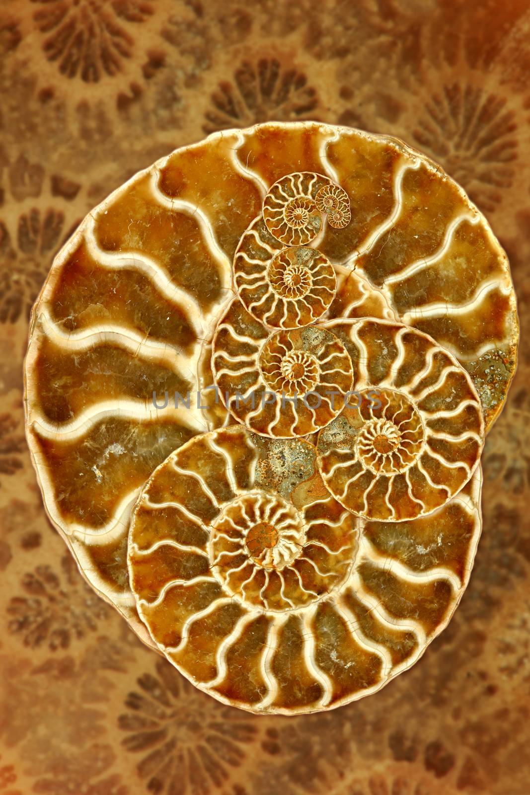 Striking Image of a Nautilus in Montage Art Form