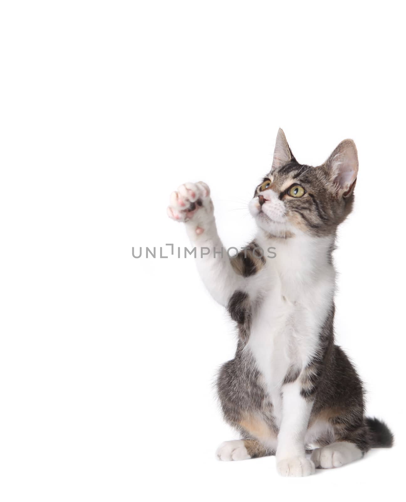 Cute Kitten Pawing at Something in the Air