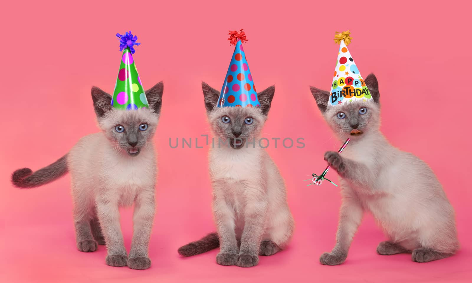 Siamese Kittens Celebrating a Birthday With Hats by tobkatrina