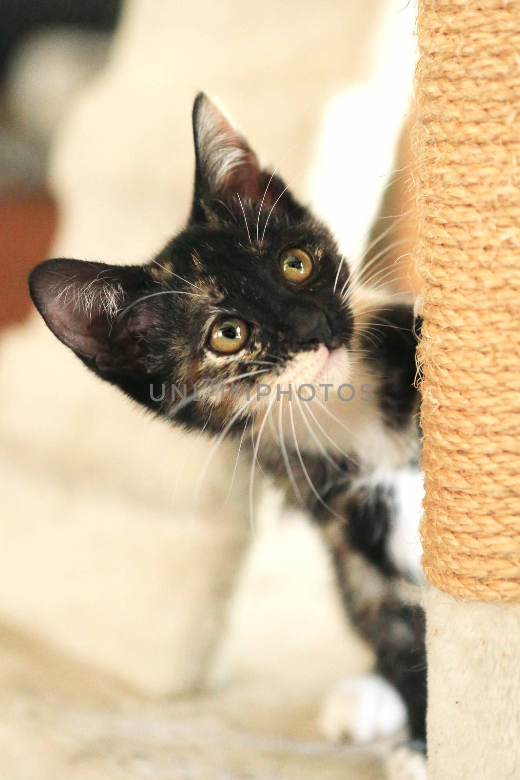 Baby Cat Sitting on Play Tower in Natural Light by tobkatrina