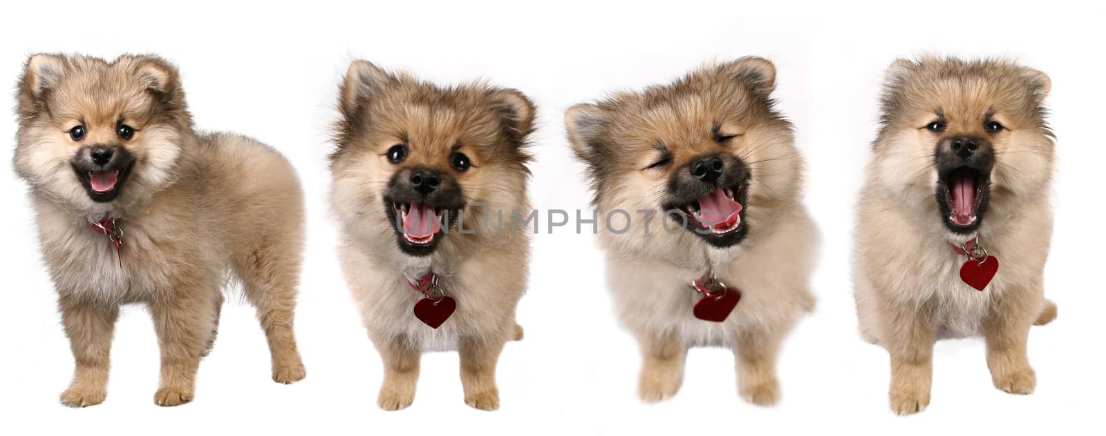4 Poses of a Cute Pomeranian Puppy  by tobkatrina