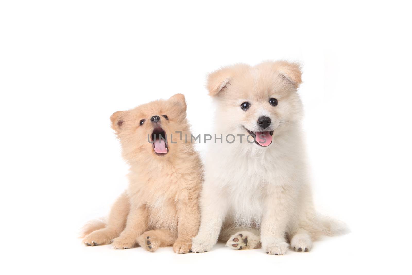 Cute Pomeranian puppies sitting obediently on a white background