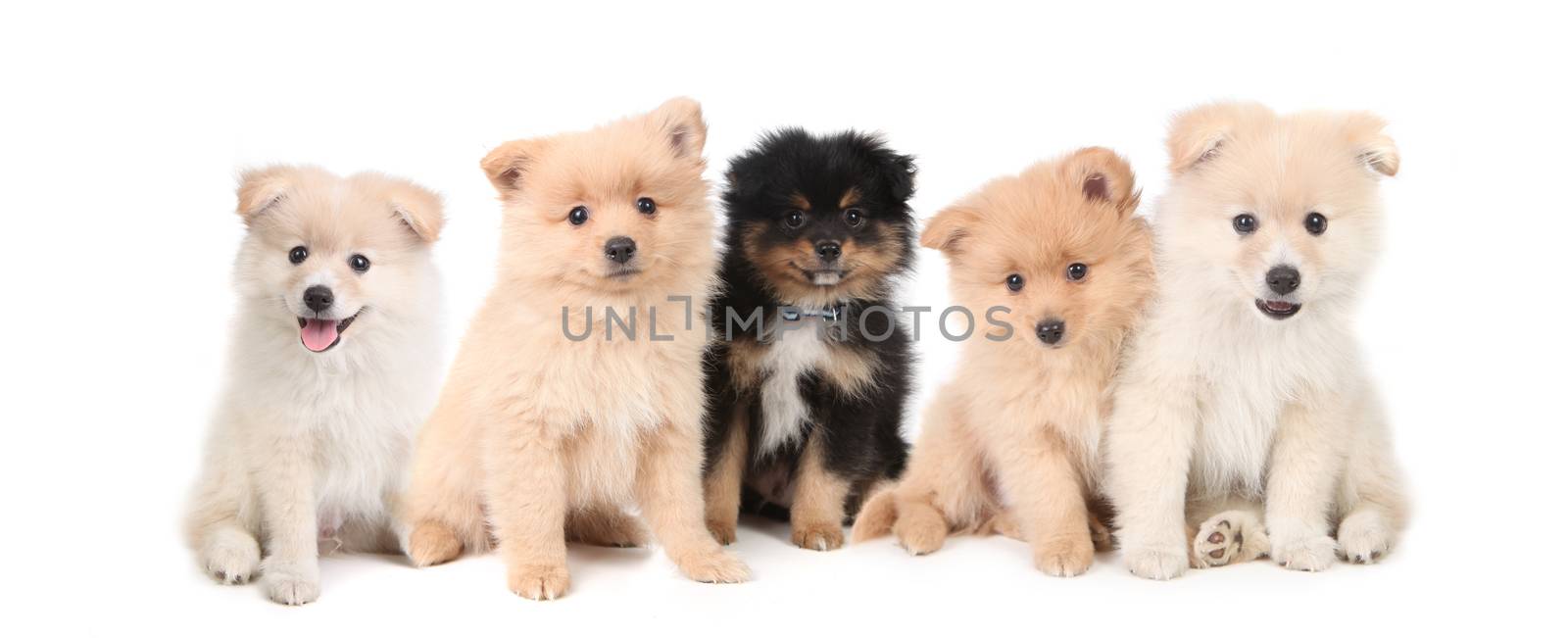 Pomeranian Puppies LIned up on White Background by tobkatrina