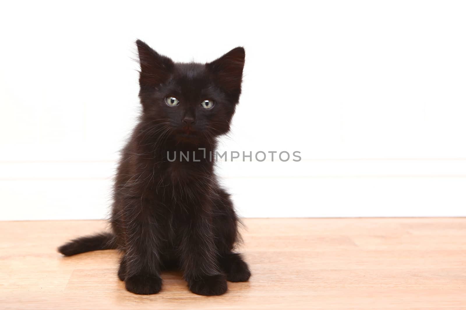 Curious Black Baby Kitten on White by tobkatrina