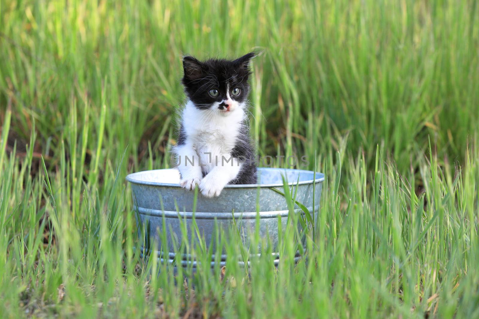 Kitten Outdoors in Green Tall Grass on a Sunny Day by tobkatrina