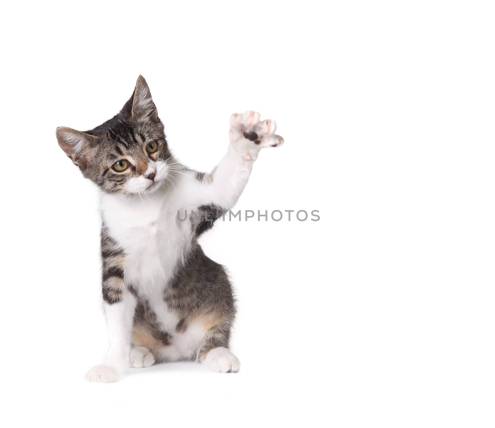 Pretty Kitten Pawing at Something on White Background