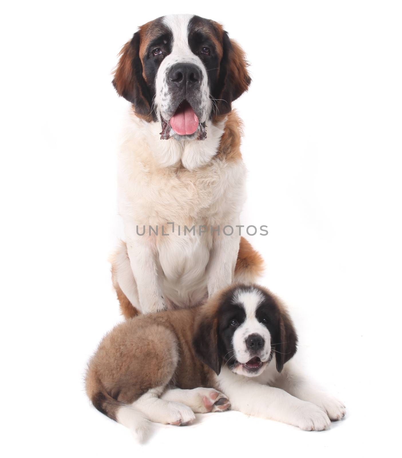 Two Saint Bernard Puppies Together on a White Background