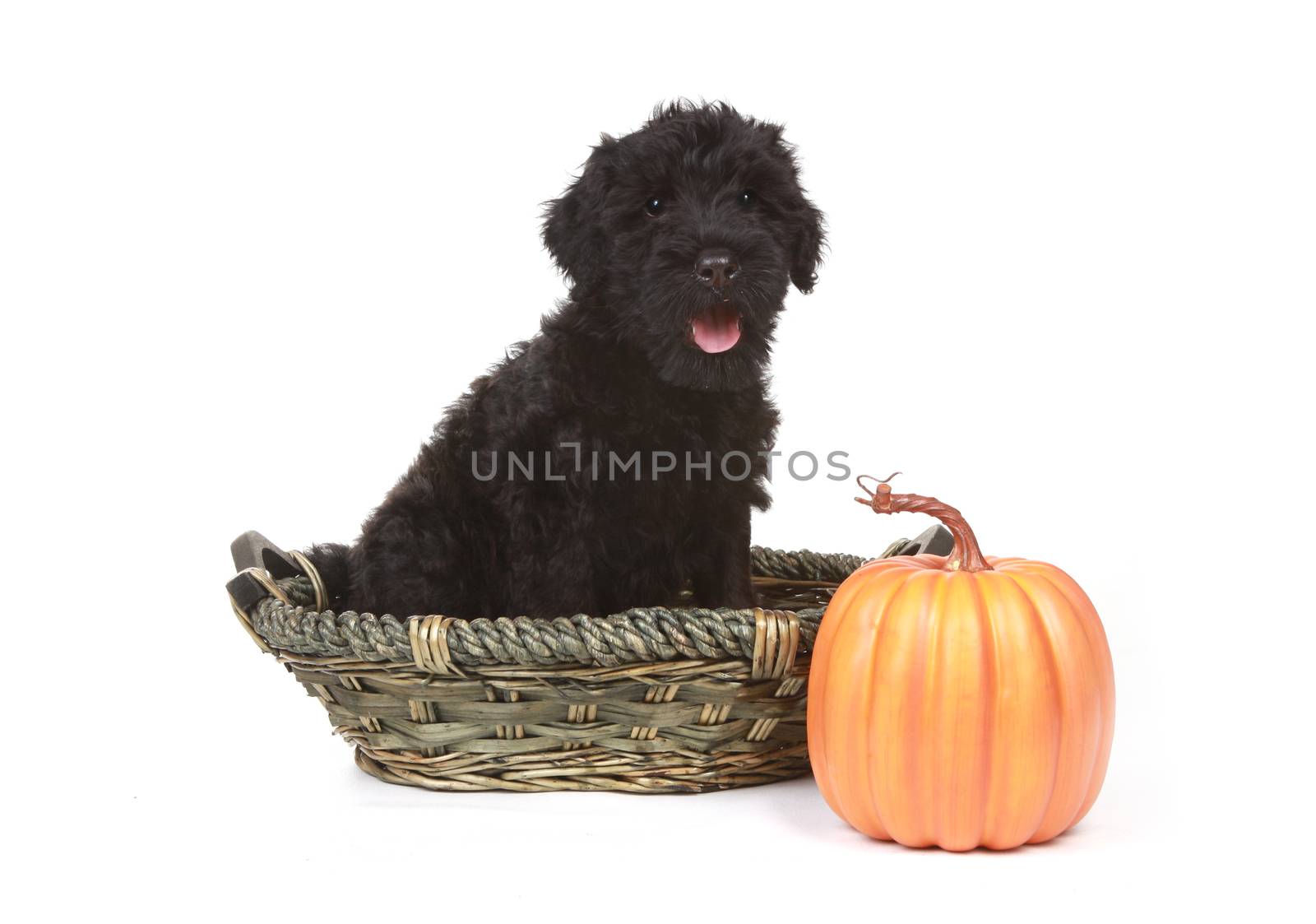 Little Black Russian Terrier Puppy on White Background by tobkatrina