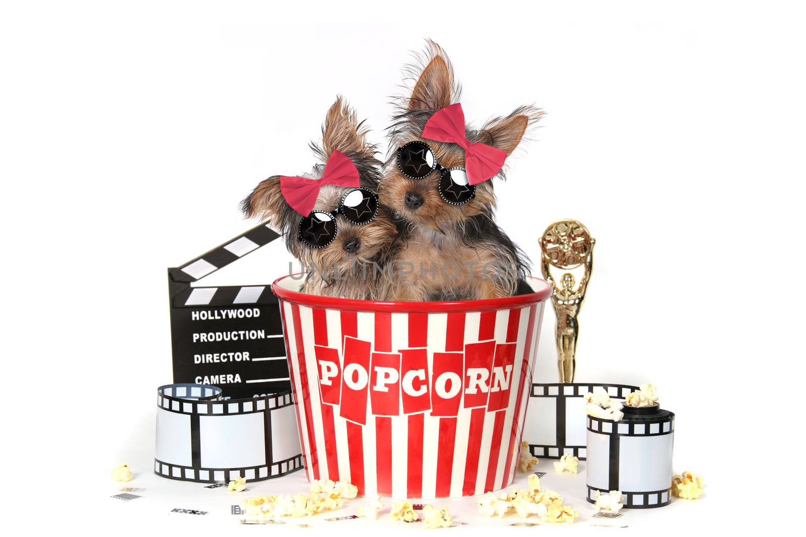 Glamorous Yorkshire Terrier Puppies Celebrating Hollywood Movies
