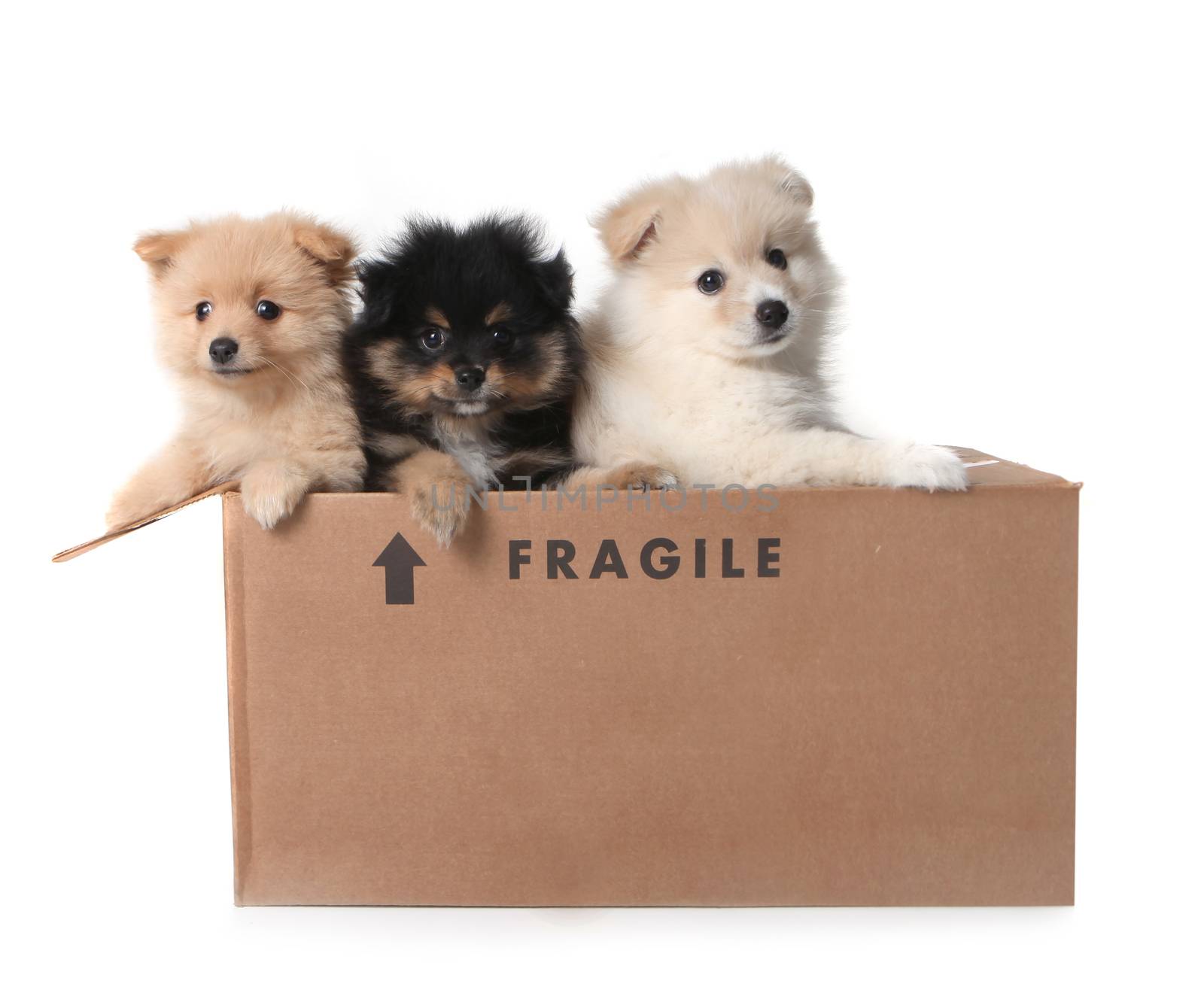 Adorable Pomeranian Puppies in a Cardboard Box  by tobkatrina