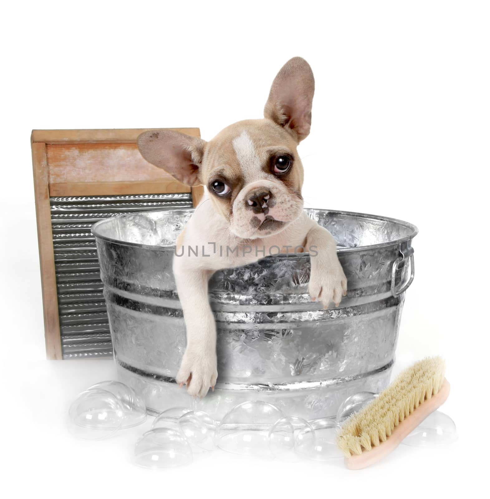 Puppy Getting a Bath in a Washtub In Studio