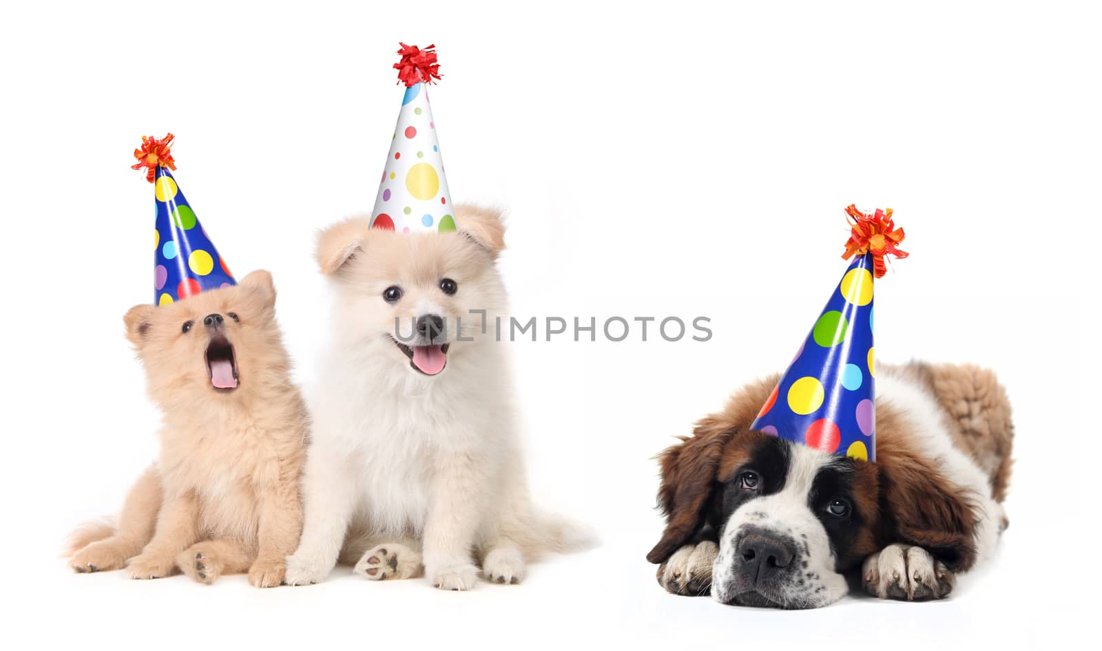 Silly Celebrating Birthday Puppies by tobkatrina