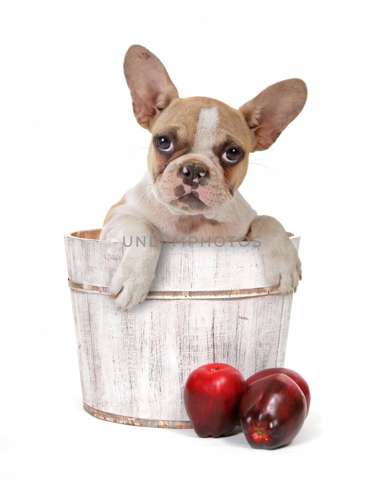Adorable Puppy Dog In an Apple Barrel Studio Shot